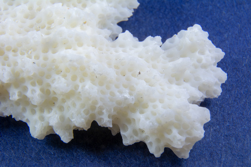 Coral Calcium 3 #3